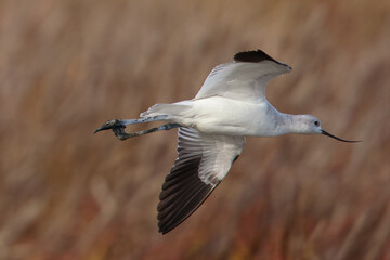 Extreme close-up of an American avocet flying, seen in the wild in a North California marsh 