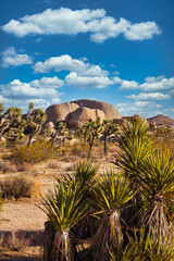 United States National Park Service - US National Parks - Joshua Tree.