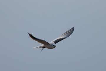 Extremely close view of a male hen harrier, seen in the wild in North California