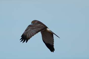 Extremely close view of a male hen harrier, seen in the wild in North California