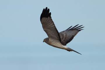 Extremely close view of a male hen harrier, seen in the wild in North California
