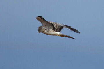 Extremely close view of a male hen harrier, seen in the wild in North California