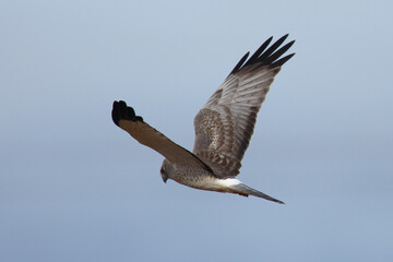 Extremely close view of a male hen harrier, seen in the wild in North California