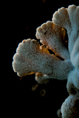 jellyfish in aquarium