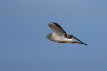 Extremely close view of a male hen harrier, seen in the wild in North California