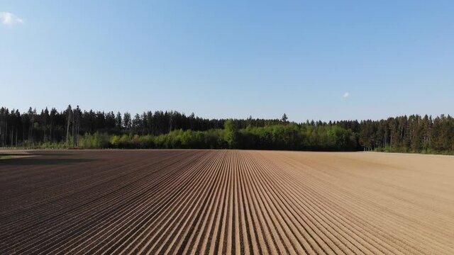 Hoher Flug &uuml;ber die Reihen eines Kartoffelackers mit Wald im Hintergrund
