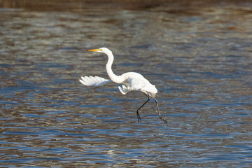 Great egret landing in beautiful light, seen in the wild in a North California marsh 