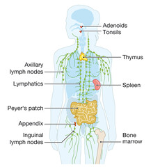 Human immune system, medical illustration