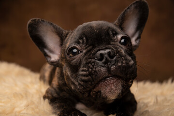A small black French bulldog puppy on a dark background. The brindle color.