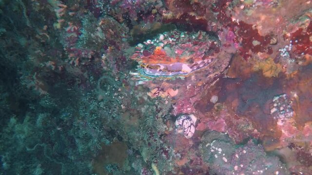 A Giant Thorny Oyster (Spondylus varius) in Malapascua, Philippines