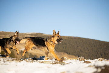German Shepherd  with puppy playing in snow