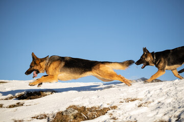 German Shepherd  with puppy playing in snow