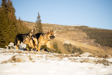 German Shepherd  with puppy playing in snow