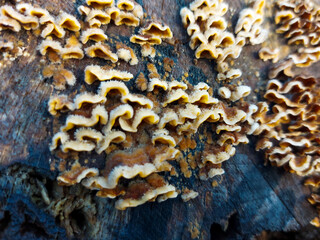 Mushrooms on a Tree Trunk