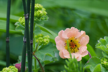Anemone