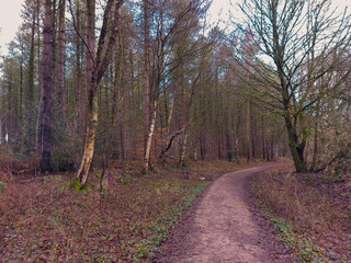 Fototapeta premium Pathway into theWoods