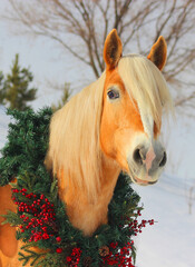 horse in snow, horse in a Christmas wreath, Merry Christmas horse