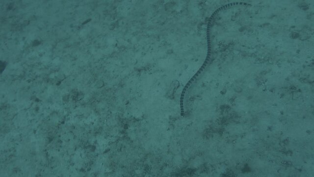 A Yellow Lipped Sea Krait (Laticauda colubrina) in Malapascua, Philippines