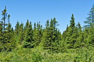 Fototapeta na wymiar Forest landscape. Newfoundland