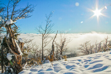 winter landscape with trees