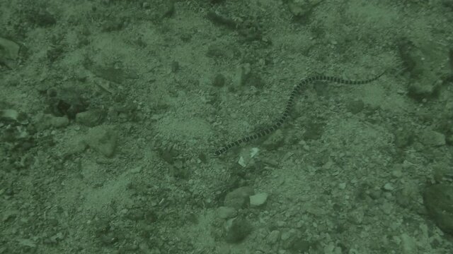 A Yellow Lipped Sea Krait (Laticauda colubrina) in Malapascua, Philippines