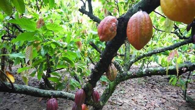 cocoa fruit in the garden