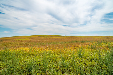 Fototapeta premium Farm field