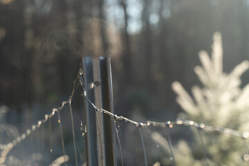 Zeun am Morgen