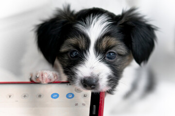 Fototapete bei efototapeten.de bestellen   