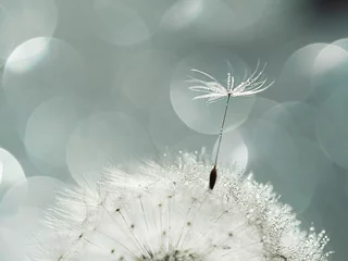 Fotobehang Closeup of white dandelion with drops on natural gray background, defocus light, bokeh © tasslo.studio