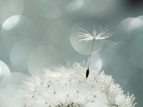 Closeup of white dandelion with drops on natural gray background, defocus light, bokeh