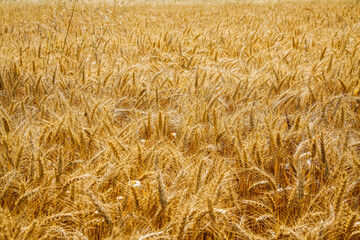 field of wheat