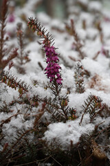 Blume im Raureif