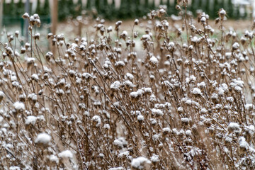 Blume im Raureif