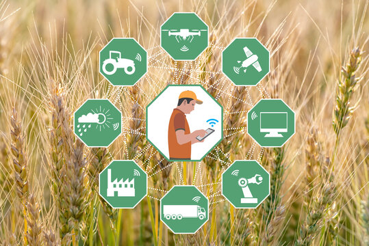 Smart Agriculture concept. Grain production with modern farming technologies. Wireless communication icons. Wheat field with background. The farmer works agricultural jobs remotely by mobile phone