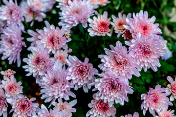 Obraz premium Pink chrysanthemum on the path of the Varone waterfall cave, Le Foci, Tenno TN