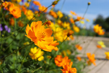 Obraz premium Cosmos sulphureus Cav flower are blooming