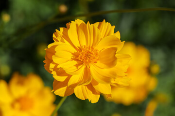 Cosmos sulphureus Cav flower are blooming