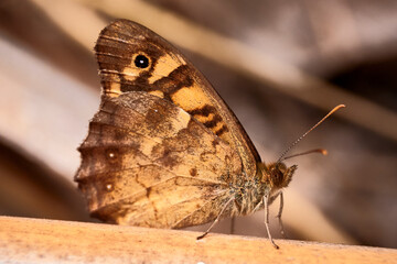 Butterfly of brown colors on a branch