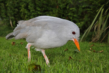 Der endemische Vogel Kagu aus Neukaledonien auf der Suche nach Futter; Rhynochetos jubatus