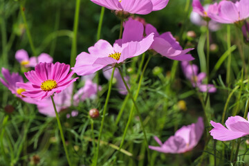Fototapeta premium Cosmos sulphureus Cav flower are blooming