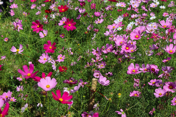 Fototapeta premium Cosmos sulphureus Cav flower are blooming