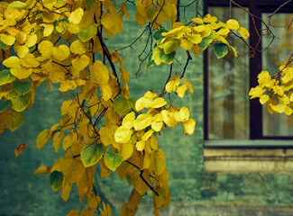 Branches with yellow leaves on a city background