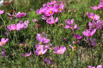 Obraz premium Cosmos sulphureus Cav flower are blooming