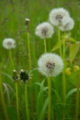 Beautiful white dandelion flowers close-up