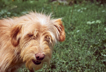 Close-up portrait of muzzle dog.