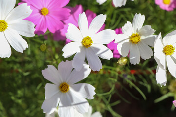 Fototapeta premium Cosmos sulphureus Cav flower are blooming