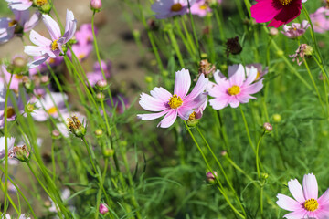 Fototapeta premium Cosmos sulphureus Cav flower are blooming