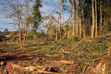 Deforestación