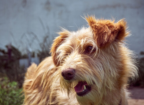 Outbred Outbred Billeder – Gennemse 4,488 stockfotos, vektorer og videoer ...